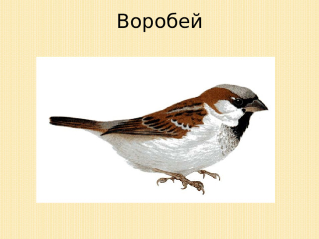 Воробей 