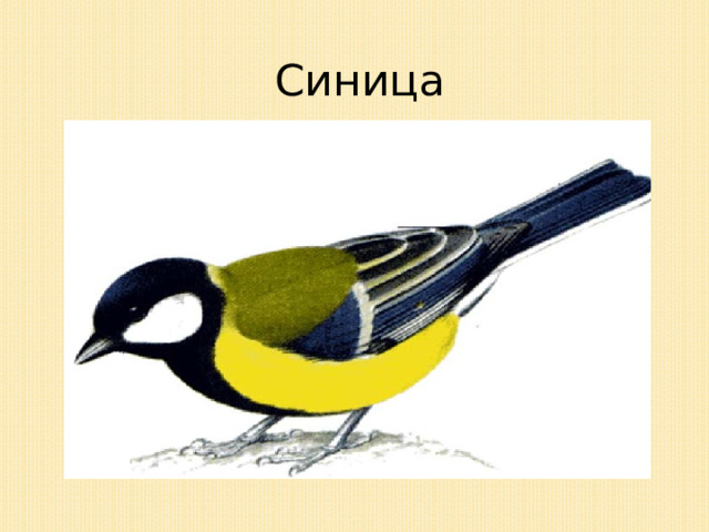 Синица 