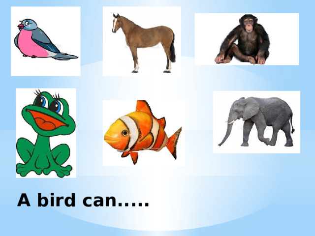 A bird can..... 
