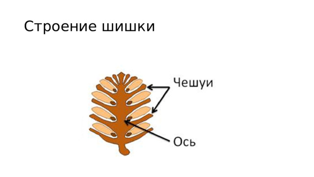 Строение шишки 
