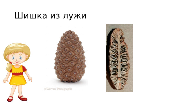 Шишка из лужи 