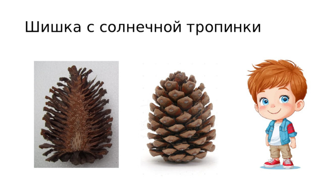 Шишка с солнечной тропинки 