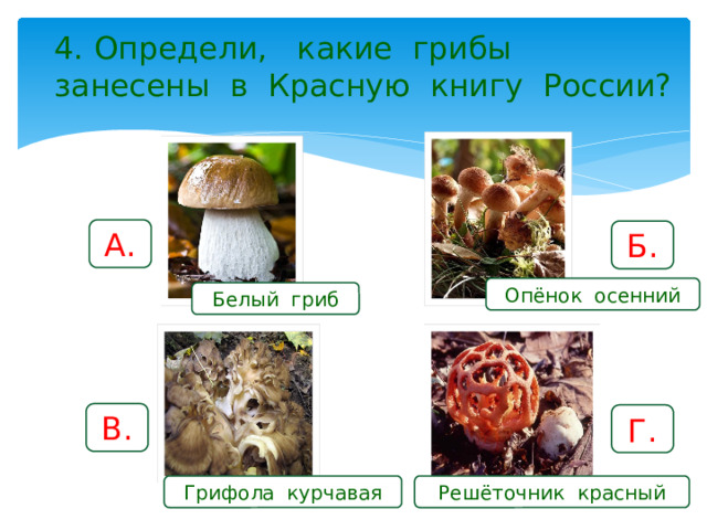 4. Определи, какие грибы занесены в Красную книгу России? А. Б. Опёнок осенний Белый гриб В. Г. Грифола курчавая Решёточник красный 