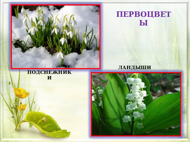 ПЕРВОЦВЕТЫ ЛАНДЫШИ ПОДСНЕЖНИКИ 