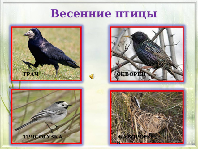 Весенние птицы ГРАЧ СКВОРЕЦ ТРЯСОГУЗКА ЖАВОРОНОК 