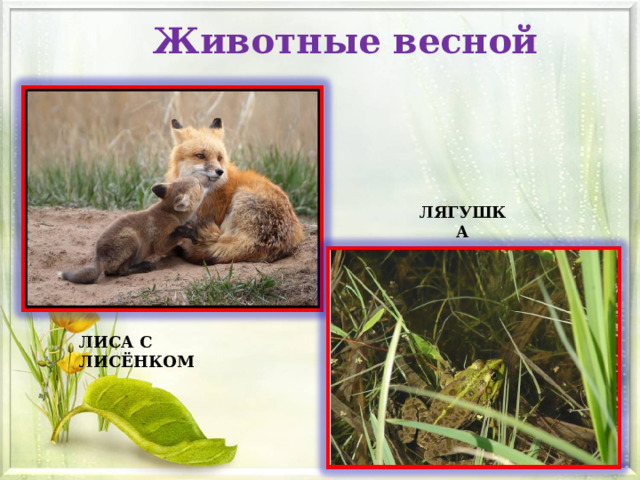 Животные весной ЛЯГУШКА ЛИСА С ЛИСЁНКОМ 