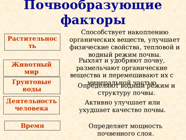 Почвообразующие факторы Способствует накоплению органических веществ, улучшает физические свойства, тепловой и водный режим почвы. Растительность Рыхлят и удобряют почву, размельчают органические вещества и перемешивают их с минеральной частью Животный мир Грунтовые воды Определяют водный режим и структуру почвы. Деятельность человека Активно улучшает или ухудшает качество почвы. Определяет мощность почвенного слоя. Время 
