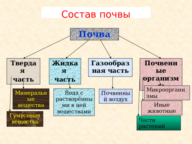 Состав почвы Почва Почвенные организмы Твердая Газообразная часть Жидкая часть часть Микроорганизмы Вода с растворёнными в ней веществами Минеральные вещества Почвенный воздух Иные животные Гумусовые вещества Части растений 