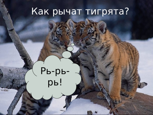 Рь-рь-рь! Как рычат тигрята? 