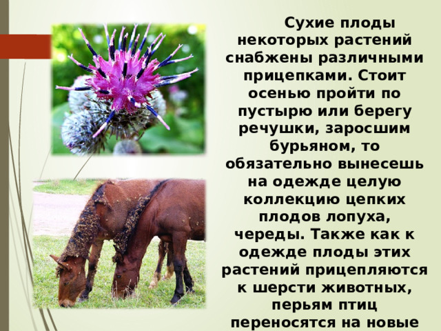  Сухие плоды некоторых растений снабжены различными прицепками. Стоит осенью пройти по пустырю или берегу речушки, заросшим бурьяном, то обязательно вынесешь на одежде целую коллекцию цепких плодов лопуха, череды. Также как к одежде плоды этих растений прицепляются к шерсти животных, перьям птиц переносятся на новые места. 