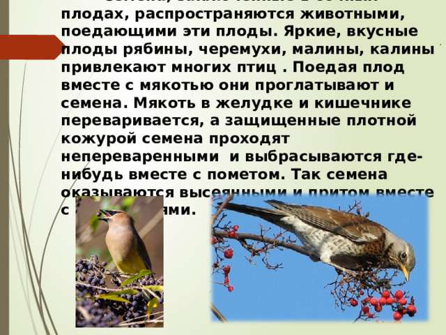  Семена, заключенные в сочных плодах, распространяются животными, поедающими эти плоды. Яркие, вкусные плоды рябины, черемухи, малины, калины привлекают многих птиц . Поедая плод вместе с мякотью они проглатывают и семена. Мякоть в желудке и кишечнике переваривается, а защищенные плотной кожурой семена проходят непереваренными и выбрасываются где-нибудь вместе с пометом. Так семена оказываются высеянными и притом вместе с удобрениями. . 