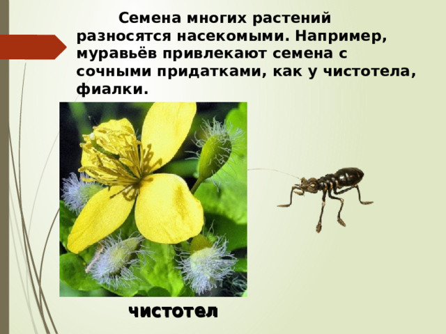  Семена многих растений разносятся насекомыми. Например, муравьёв привлекают семена с сочными придатками, как у чистотела, фиалки.  чистотел 