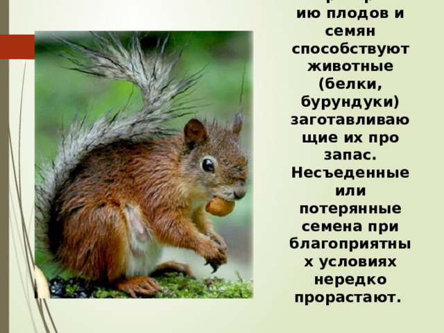  Распространению плодов и семян способствуют животные (белки, бурундуки) заготавливающие их про запас. Несъеденные или потерянные семена при благоприятных условиях нередко прорастают. 