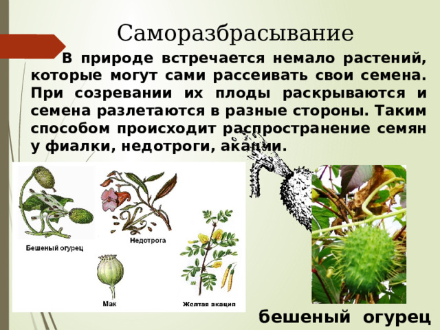Саморазбрасывание   В природе встречается немало растений, которые могут сами рассеивать свои семена. При созревании их плоды раскрываются и семена разлетаются в разные стороны. Таким способом происходит распространение семян у фиалки, недотроги, акации. бешеный огурец 