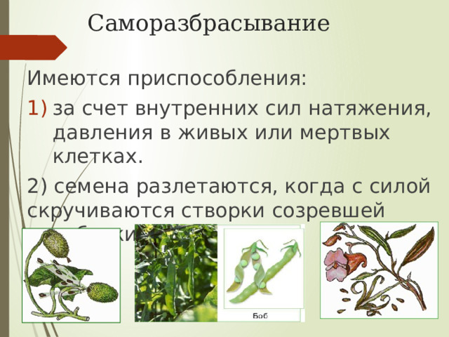 Саморазбрасывание    Имеются приспособления: за счет внутренних сил натяжения, давления в живых или мертвых клетках. 2) семена разлетаются, когда с силой скручиваются створки созревшей коробочки. 