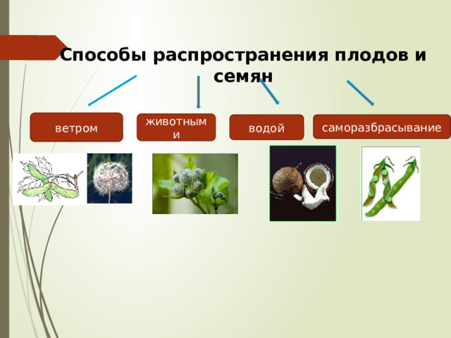 Способы распространения плодов и семян ветром животными водой саморазбрасывание 