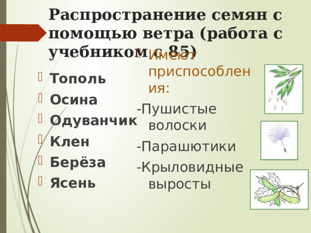 Распространение семян с помощью ветра (работа с учебником с 85) Имеют приспособления: -Пушистые волоски -Парашютики -Крыловидные выросты Тополь Осина Одуванчик Клен Берёза Ясень 