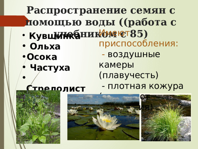 Распространение семян с помощью воды ((работа с учебником с 85) Имеют приспособления:  - воздушные камеры (плавучесть)  - плотная кожура (защита от намокания)  Кувшинка  Ольха Осока  Частуха  Стрелолист  