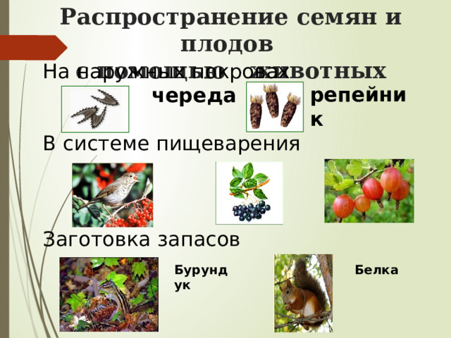 Распространение семян и плодов  с помощью животных На наружных покровах  череда В системе пищеварения Заготовка запасов репейник Белка Бурундук 