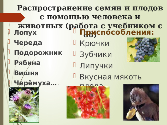 Распространение семян и плодов с помощью человека и животных (работа с учебником с 86)   Приспособления: Крючки Зубчики Липучки Вкусная мякоть плода Лопух Череда Подорожник Рябина Вишня Черёмуха… . 