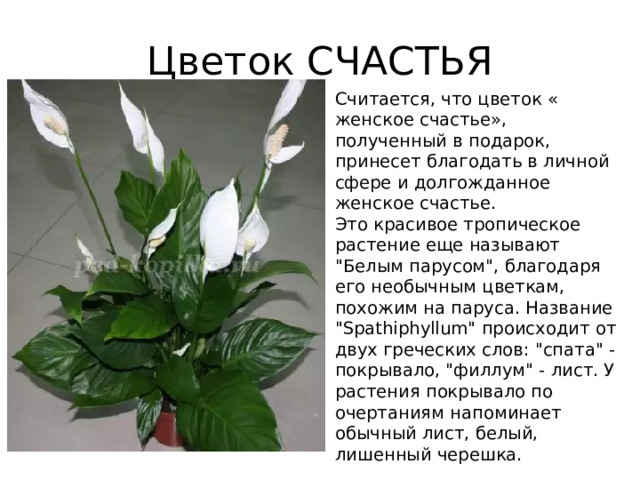 Цветок СЧАСТЬЯ Считается, что цветок « женское счастье», полученный в подарок, принесет благодать в личной сфере и долгожданное женское счастье.   Это красивое тропическое растение еще называют 