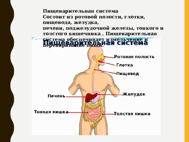 Пищеварительная система Состоит из ротовой полости, глотки, пищевода, желудка, печени, поджелудочной железы, тонкого и толстого кишечника . Пищеварительная система обеспечивает измельчение и переваривание пищи. 