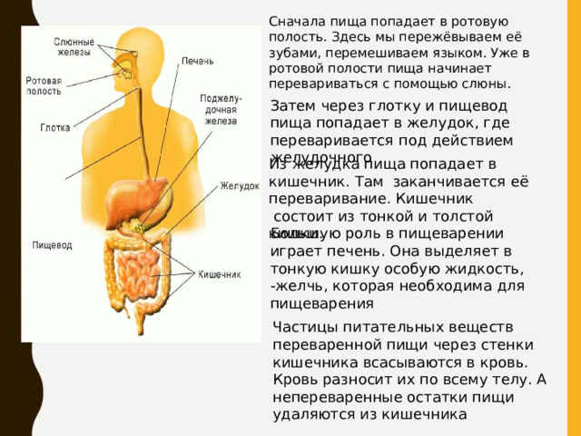 Сначала пища попадает в ротовую полость. Здесь мы пережёвываем её зубами, перемешиваем языком. Уже в ротовой полости пища начинает перевариваться с помощью слюны. Затем через глотку и пищевод пища попадает в желудок, где переваривается под действием желудочного Из желудка пища попадает в кишечник. Там заканчивается её переваривание. Кишечник  состоит из тонкой и толстой кишки. Большую роль в пищеварении играет печень. Она выделяет в тонкую кишку особую жидкость, -желчь, которая необходима для пищеварения Частицы питательных веществ переваренной пищи через стенки кишечника всасываются в кровь. Кровь разносит их по всему телу. А непереваренные остатки пищи удаляются из кишечника 