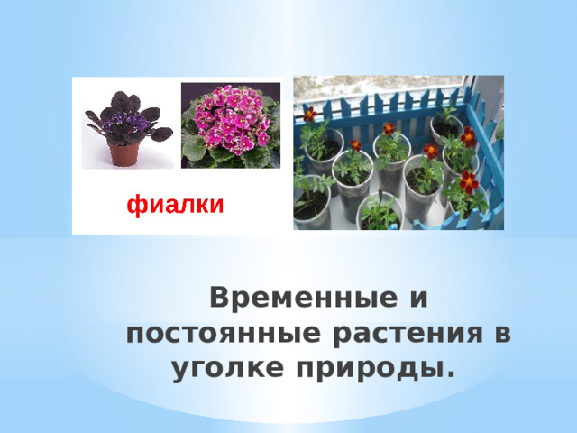Временные и постоянные растения в уголке природы. 