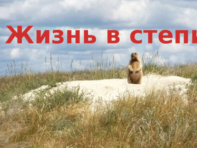 Жизнь в степи 