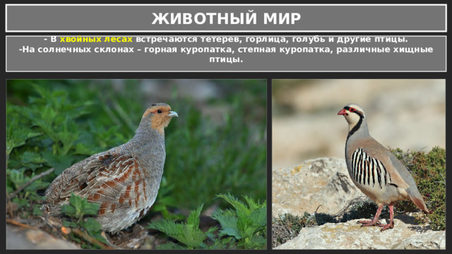 ЖИВОТНЫЙ МИР - В хвойных лесах встречаются тетерев, горлица, голубь и другие птицы. -На солнечных склонах – горная куропатка, степная куропатка, различные хищные птицы.  