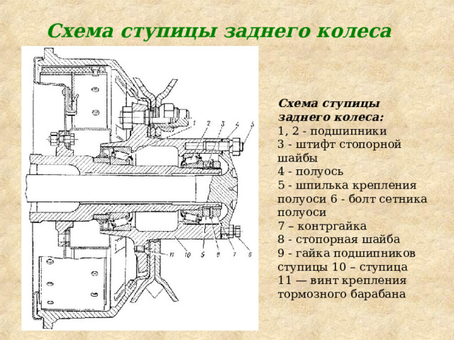 Схема ступицы заднего колеса Схема ступицы заднего колеса:  1, 2 - подшипники 3 - штифт стопорной шайбы 4 - полуось 5 - шпилька крепления полуоси 6 - болт сетника полуоси 7 – контргайка 8 - стопорная шайба 9 - гайка подшипников ступицы 10 – ступица 11 — винт крепления тормозного барабана 
