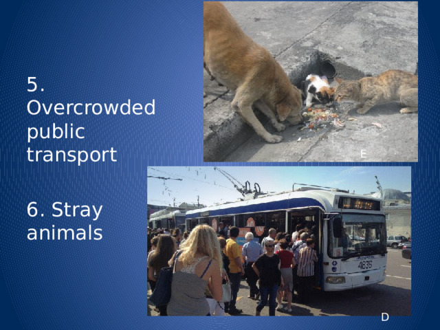 5. Overcrowded public transport 6. Stray animals E F D 