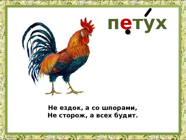 п е тух Не ездок, а со шпорами, Не сторож, а всех будит. 