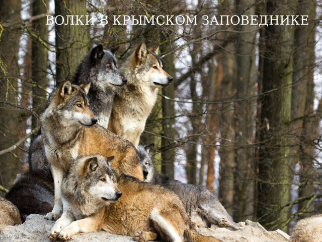 ВОЛКИ В КРЫМСКОМ ЗАПОВЕДНИКЕ 