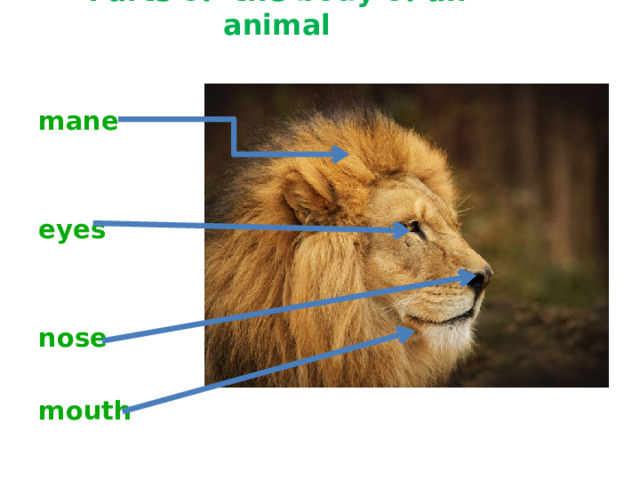 Parts of the body of an animal mane eyes nose mouth 