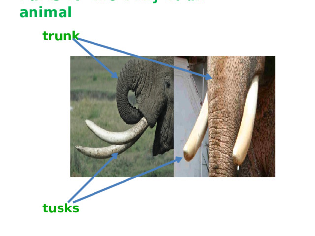Parts of the body of an animal trunk tusks 