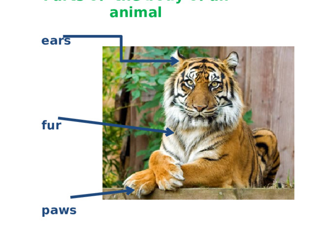 Parts of the body of an animal ears fur paws 