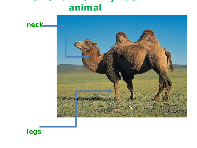 Parts of the body of an animal neck legs 
