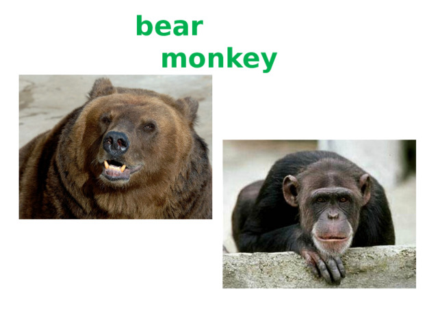  bear monkey 