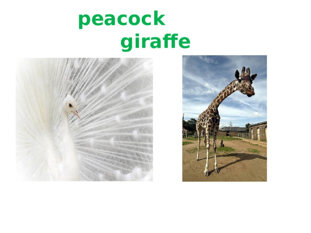  peacock giraffe 