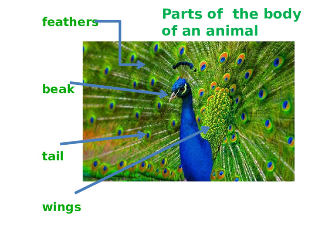 Parts of the body of an animal feathers beak tail wings 