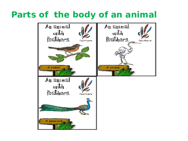 Parts of the body of an animal 