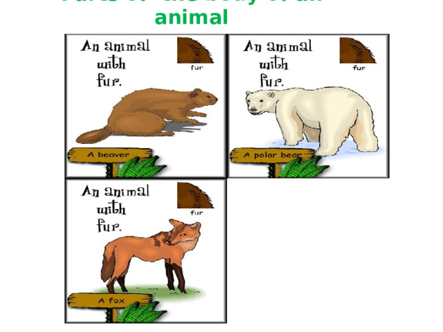 Parts of the body of an animal 