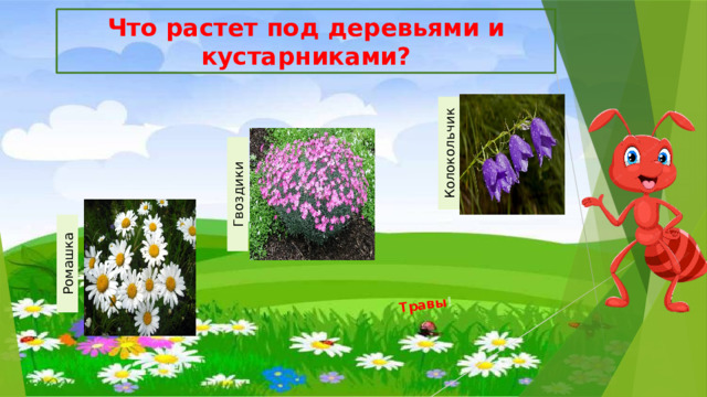 Колокольчик Гвоздики Травы !  Ромашка Что растет под деревьями и кустарниками? 