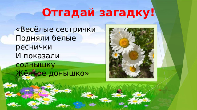 Отгадай загадку! «Весёлые сестрички  Подняли белые реснички  И показали солнышку  Жёлтое донышко» 