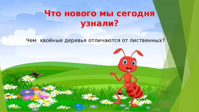 Что нового мы сегодня узнали? Чем хвойные деревья отличаются от лиственных? 