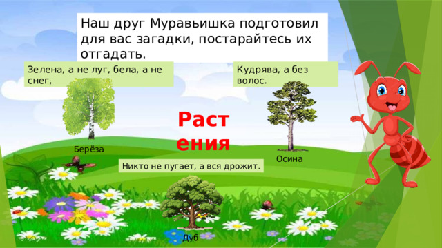 Наш друг Муравьишка подготовил для вас загадки, постарайтесь их отгадать. Зелена, а не луг, бела, а не снег, Кудрява, а без волос. Растения  Берёза Осина Никто не пугает, а вся дрожит. Дуб 
