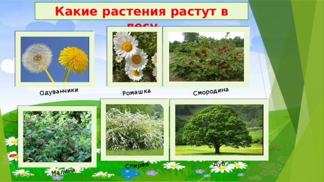 Одуванчики Ромашка Смородина Малина Спирея Какие растения растут в лесу Дуб 