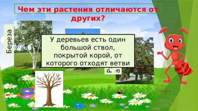 Береза  Ель Рябина  Чем эти растения отличаются от других? У деревьев есть один большой ствол, покрытой корой, от которого отходят ветви 