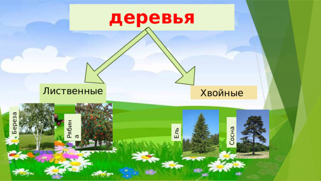 Береза  Рябина  Ель Сосна  деревья Лиственные  Хвойные  